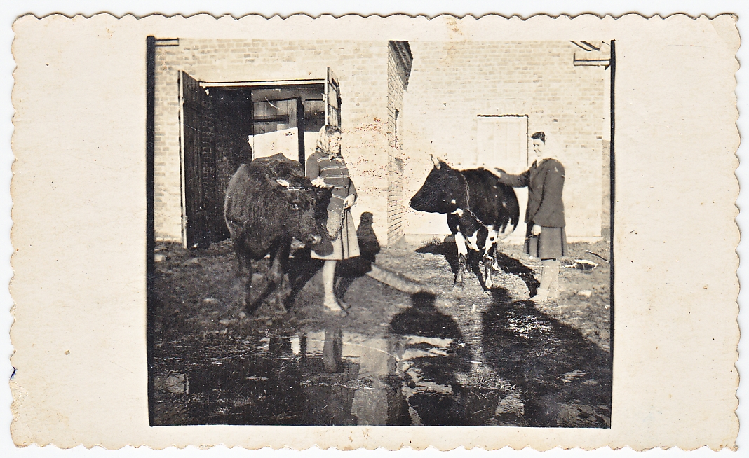 Aldona Kazilionytė ir Ona Banelytė prie „Švyturio“ kolūkio karvidžių